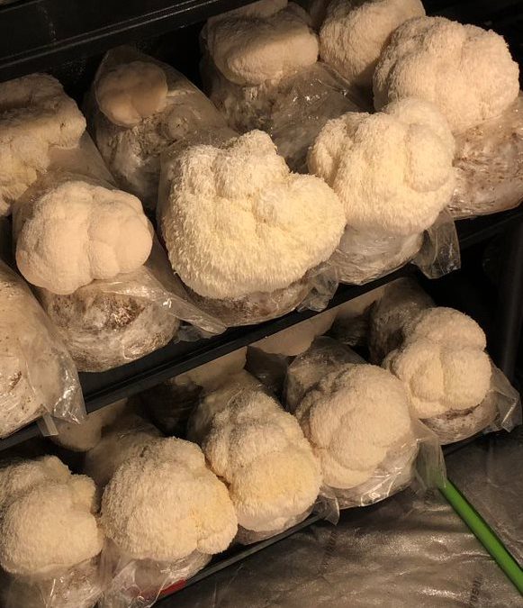 Lion’s Mane