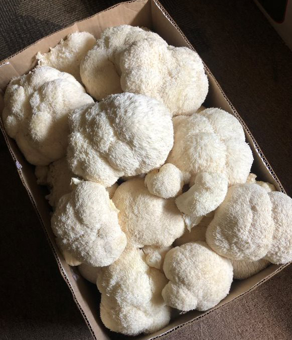 Lion’s Mane’s Qualities